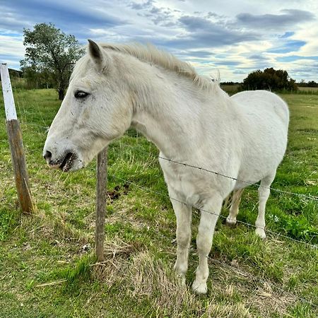 Le Mazet Sooksabai, Confort, Charme Et Decouverte En Petite Camargue Saint-Laurent-dʼAigouze Εξωτερικό φωτογραφία