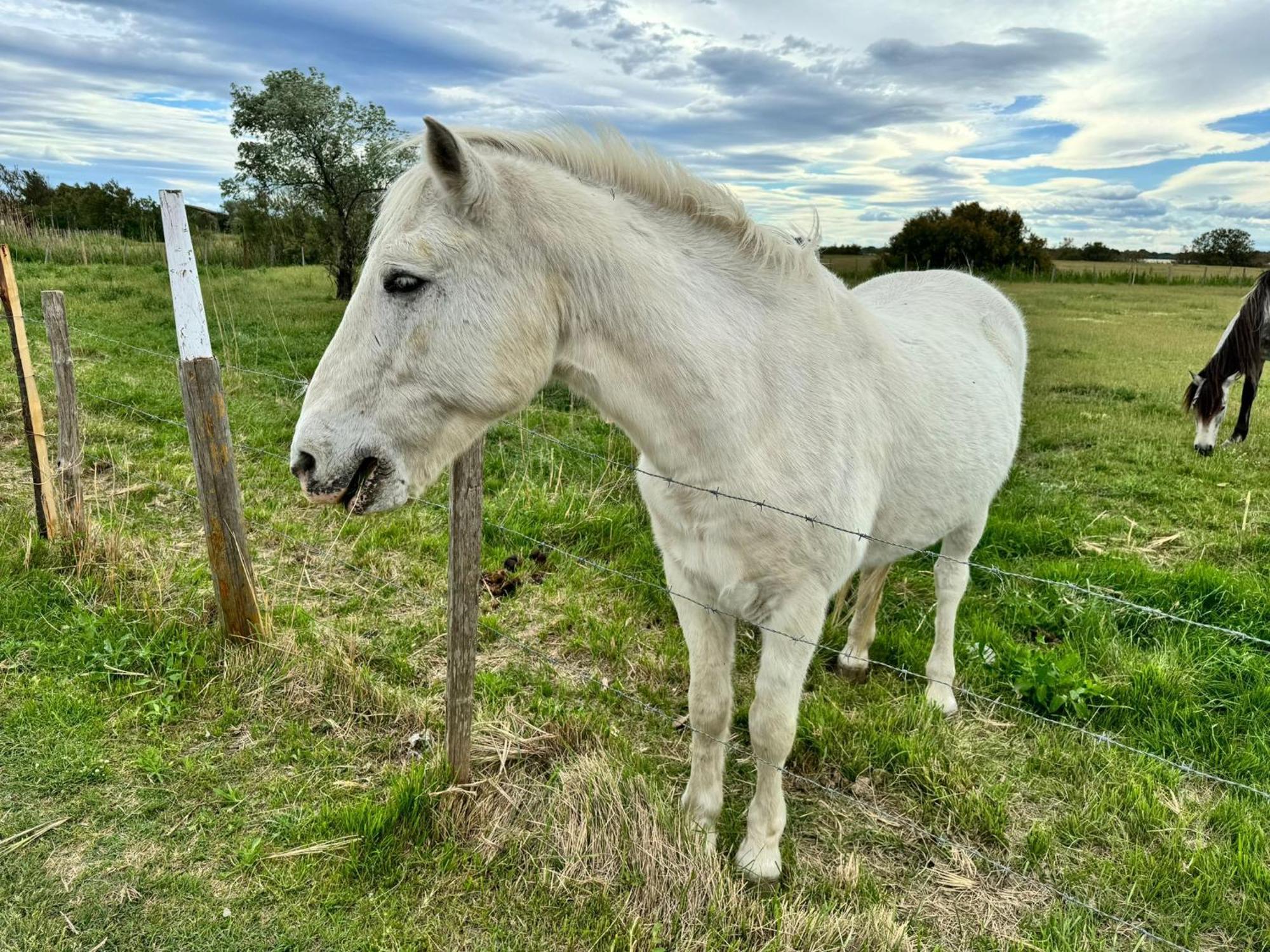 Le Mazet Sooksabai, Confort, Charme Et Decouverte En Petite Camargue Saint-Laurent-dʼAigouze Εξωτερικό φωτογραφία
